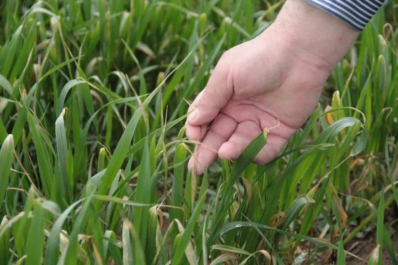  Bahar yağmurları çiftçinin umutlarını ve mahsulünü yeşertti
