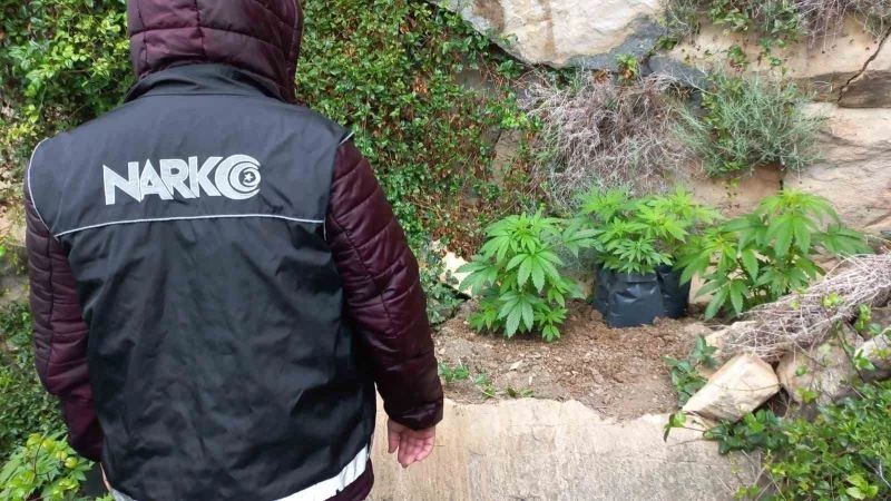 Dağlık arazide ekili 110 kök kenevir ele geçirildi
