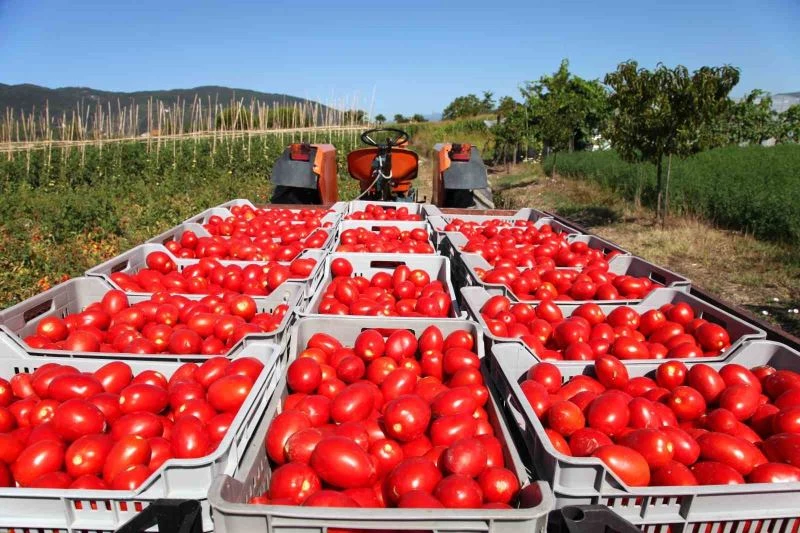 Rusya’ya domates ihracatında kota 350 bin tondan 500 bin tona çıkarıldı
