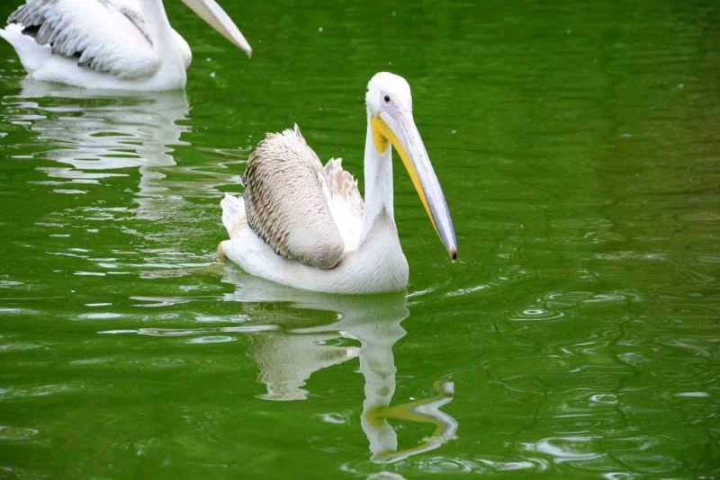 Midesinden plastik şişe çıkarılan pelikanın son durumu
