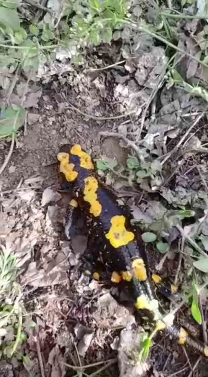 Bahçede toprağı kazarken 