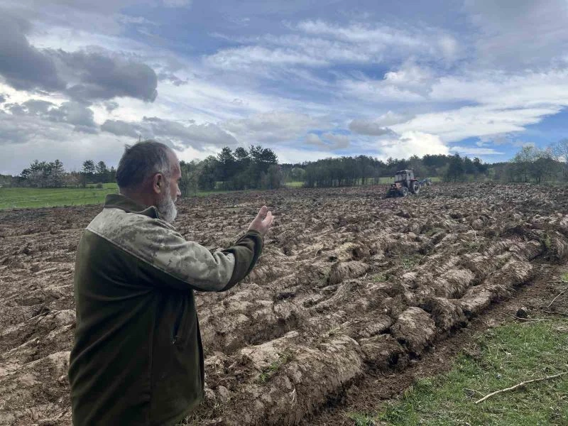 Yarım asırdan fazla süredir boş kalan tarım arazisi karabuğday ile filizlenecek
