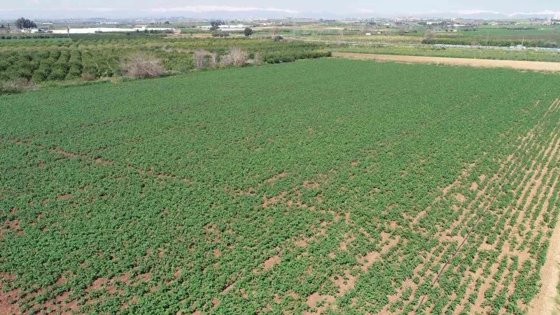 Geçen sene üzen patates, bu sene üreticinin yüzünü güldürecek
