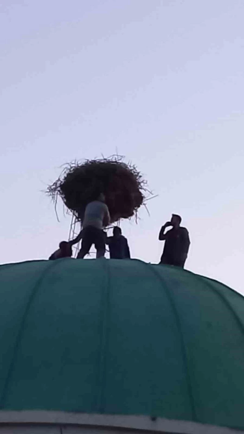 Depremzede leylek ailesi güvenli kubbeye taşındı