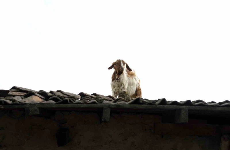 İstanbul’da keçilerin çatıda koşturması görenleri gülümsetti
