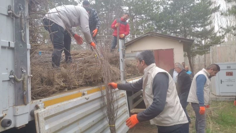 Muradiye’de 17 bin 810 adet meyve fidanı dağıtıldı
