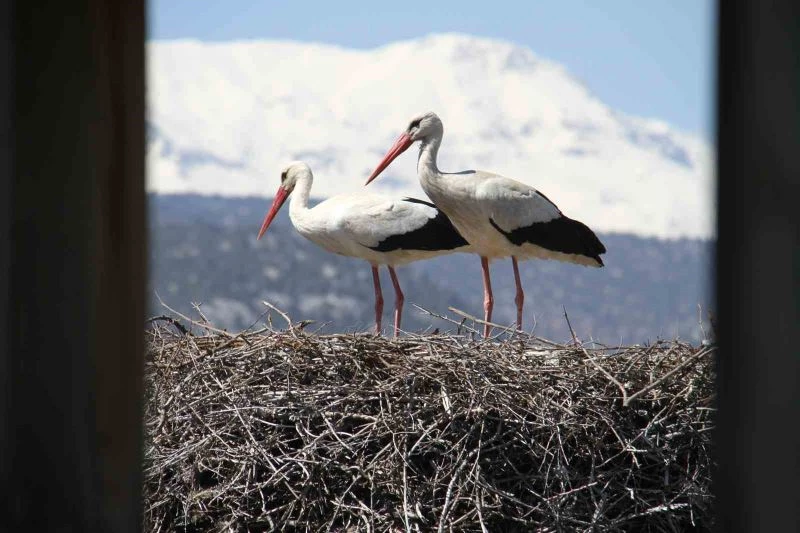 Leylekler Vadisi ve Leylekler Tepesi sakinleri yuvalarını doldurdu
