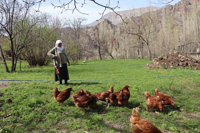 68 yaşındaki Gülistan teyze, omzunda tüfekle tavuk nöbeti tutuyor
