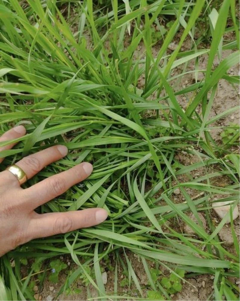 Arpa ve buğday çeşitlerinin gelişimleri kontrol edildi
