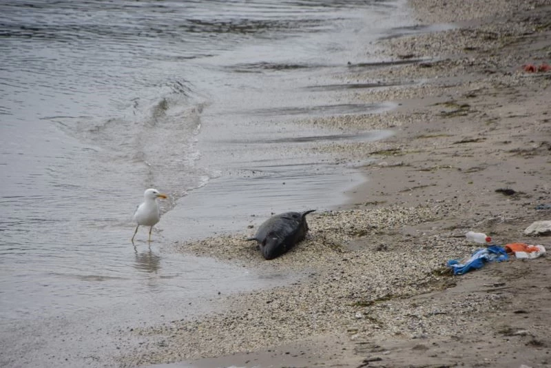 Sinop’ta ölü yunus kıyıya vurdu
