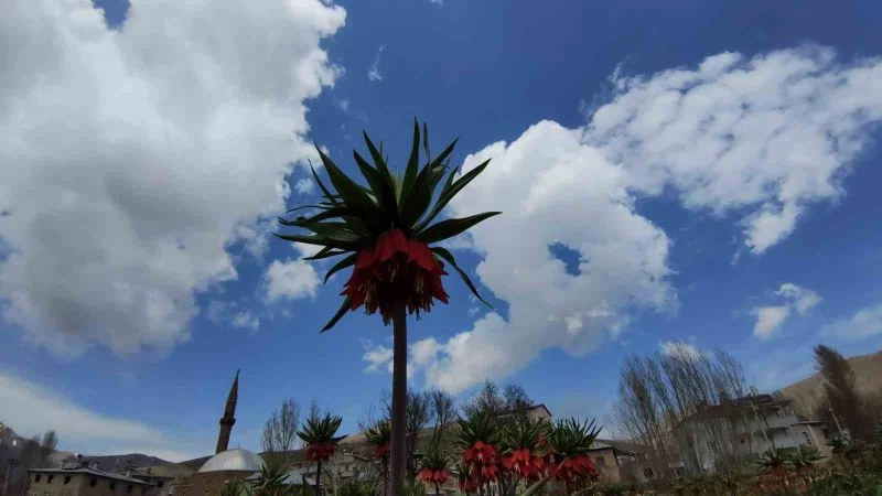 Ters lale koparanlara 244 bin 314 lira ceza
