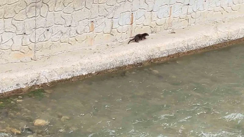 Nesli tükenme tehlikesi altındaki su samuru Harşit Çayı’nda görüntülendi
