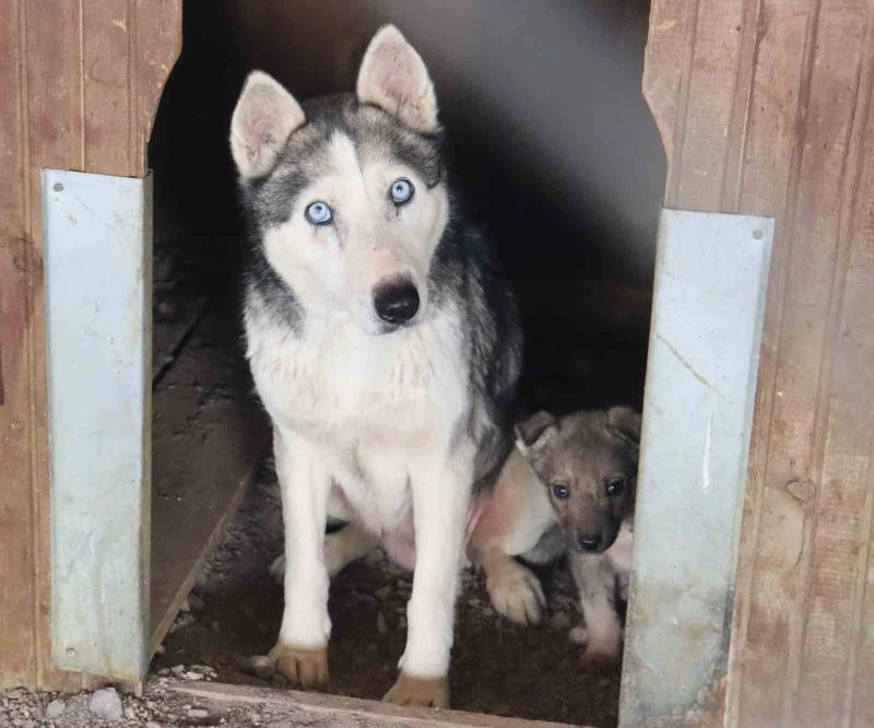 Depremzede köpekler rehabilite ediliyor
