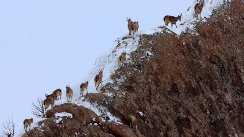 Bir tanesini bile görmek zorken sürü halinde görüntülendiler
