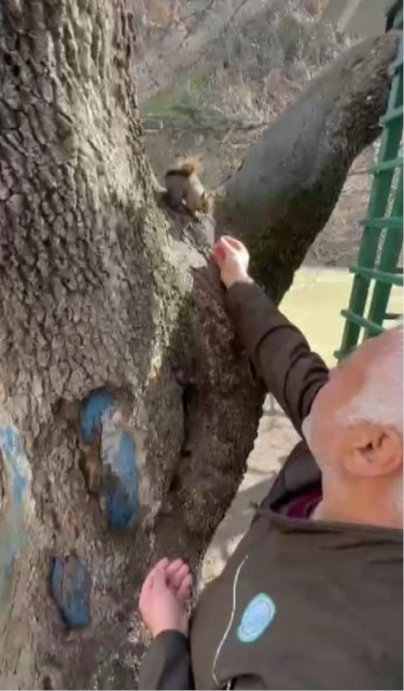 Doğa koruma görevlisi, yabani sincabı elleriyle besledi
