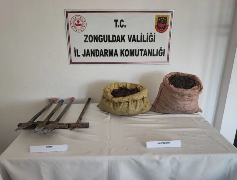 Kdz Ereğli’de 32,2 kilo salep soğanı ele geçirildi
