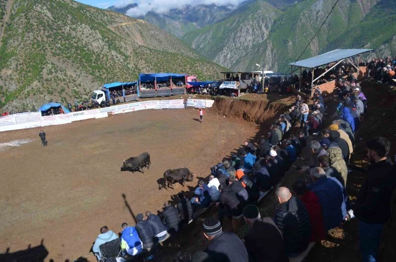 Artvin’de boğa güreşleri festivalleri başladı
