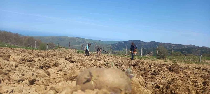 Mor patates deneme ekimi
