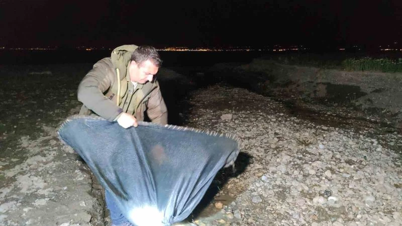 İnci kefali için gece denetimi
