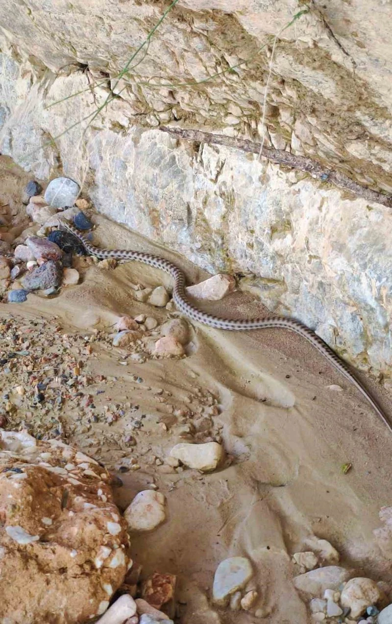 Elazığ’da 1,5 metre uzunluğunda yarı zehirli kocabaş yılanı görüntülendi
