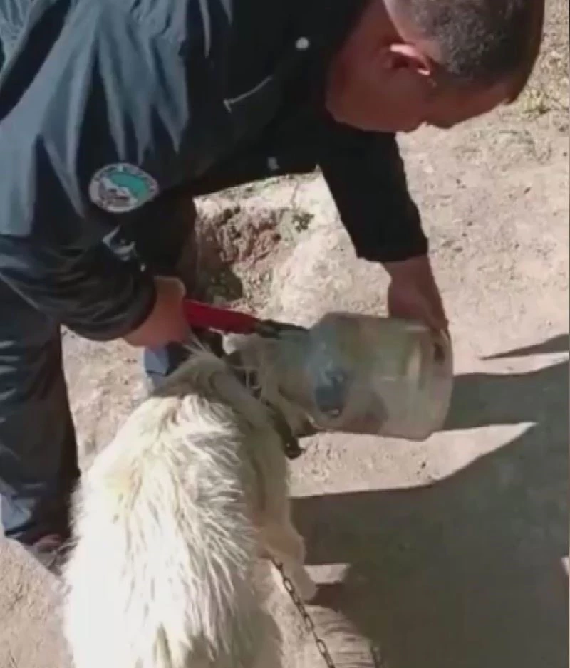 Kafası bidona sıkışan köpeği itfaiye kurtardı
