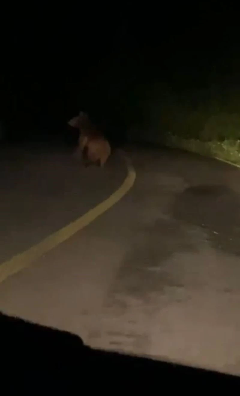 Yola inen yavru ayı cep telefonu ile görüntülendi
