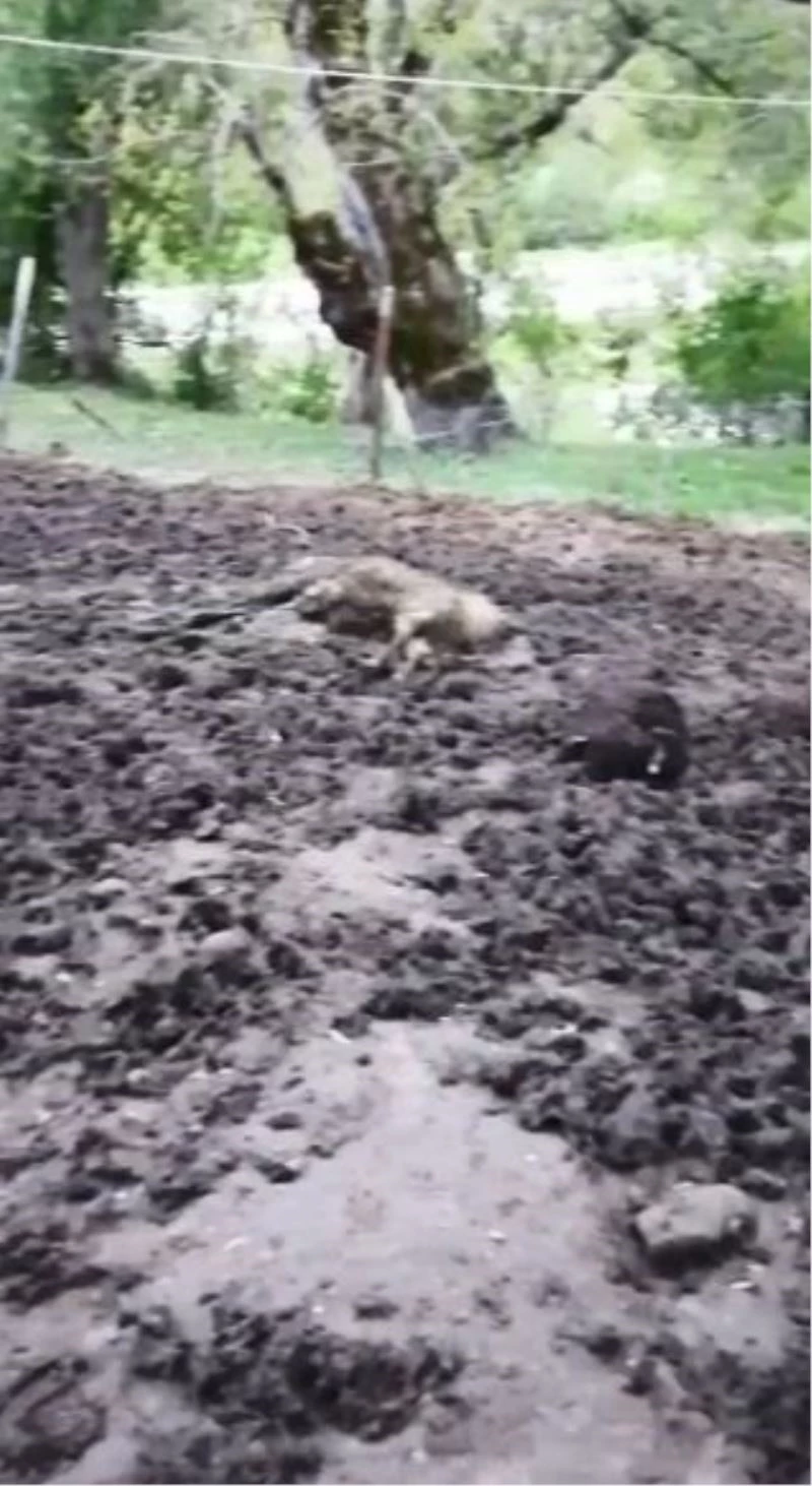 Artvin’de ağıla giren ayı 20 küçükbaş hayvanı telef etti, 45 hayvanı yaraladı
