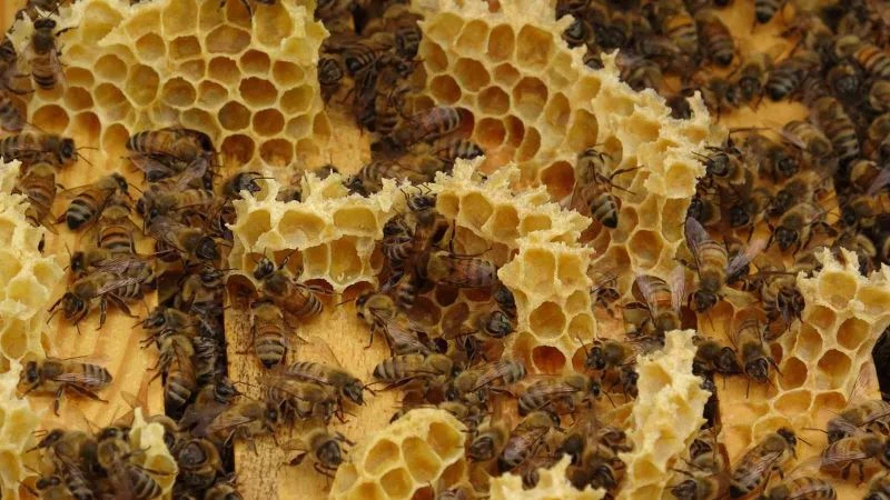 Akademik arılar, üretime başladı
