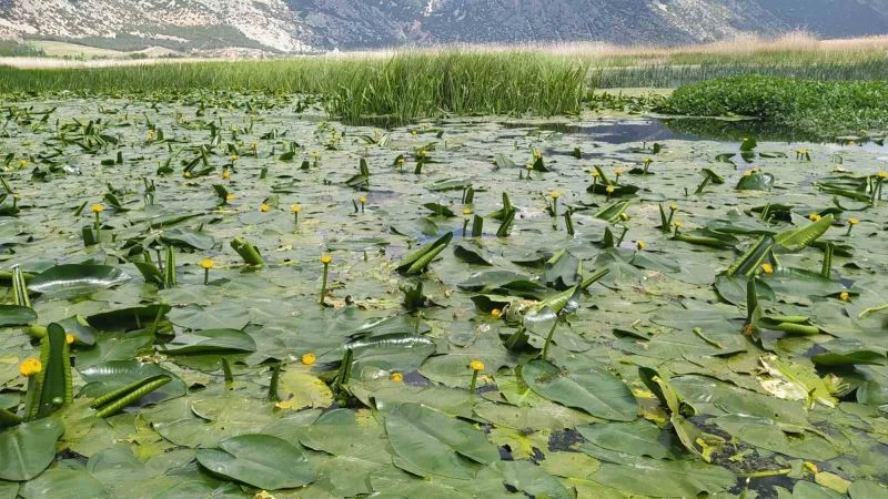 Işıklı Gölü’nde nilüfer şöleni başlıyor
