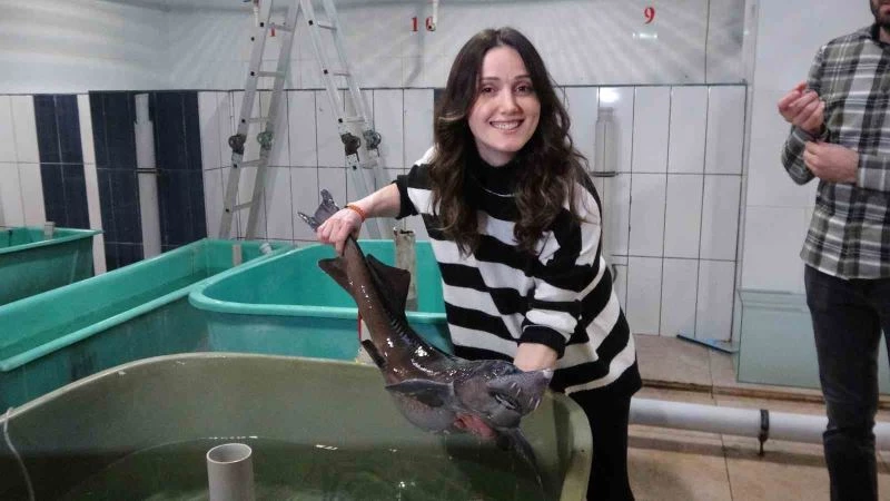 250 milyon yıllık geçmişi olan Mersin balığı gelecek nesillere aktarılmaya çalışılıyor
