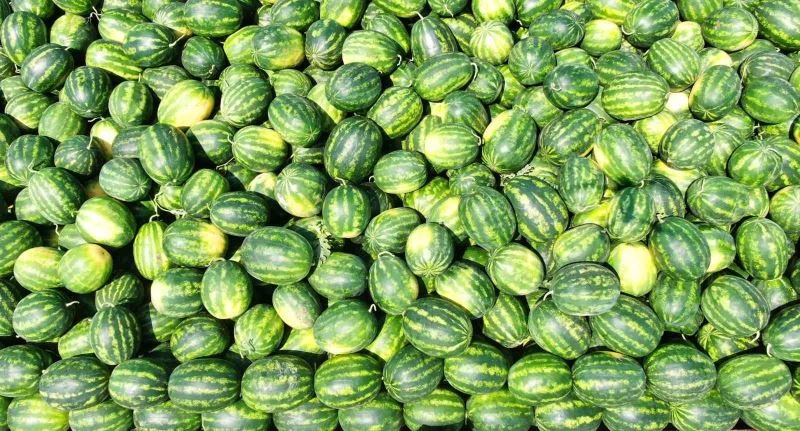 Tescilli Adana karpuzu hasat için gün sayıyor