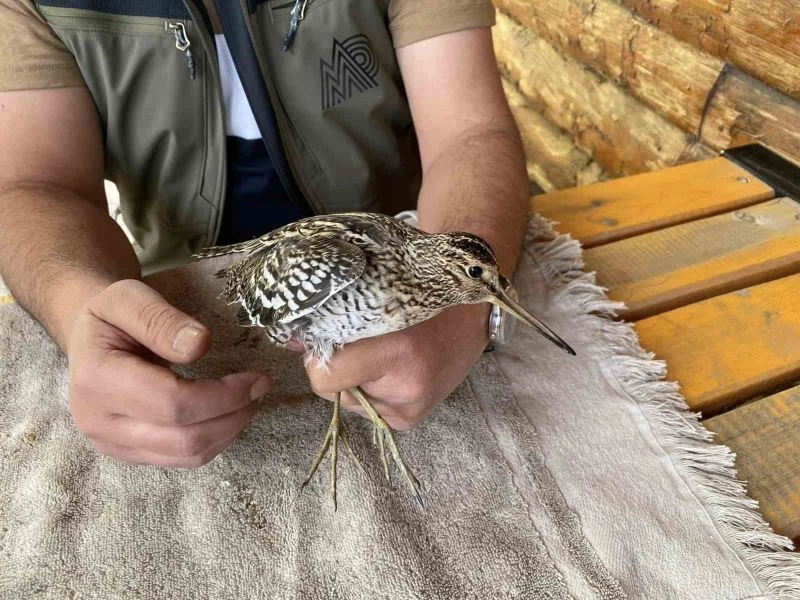 Iğdır’da uçamaz halde bulunan Su Çulluğu kuşu tedavi altına alındı
