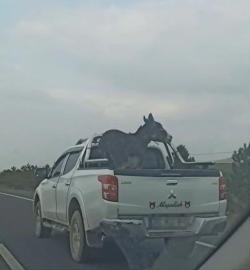 Pikap kasasına bağlanan eşek yürekleri ağza getirdi

