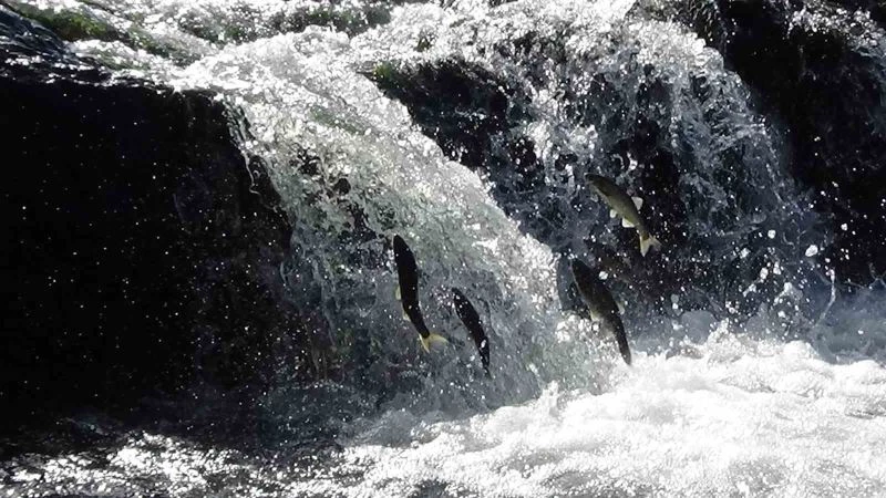 İnci kefallerini bekleyen zorlu yolculuk
