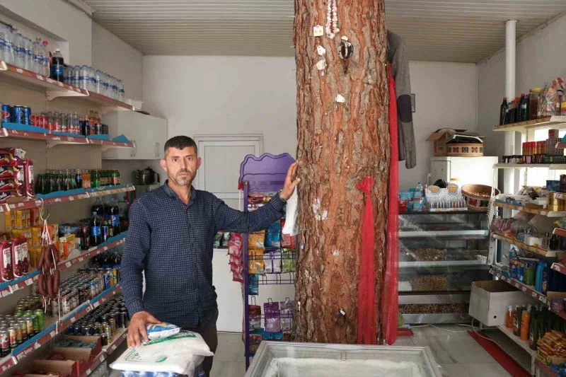 İş yerinin ortasından geçen ağaç dikkat çekiyor
