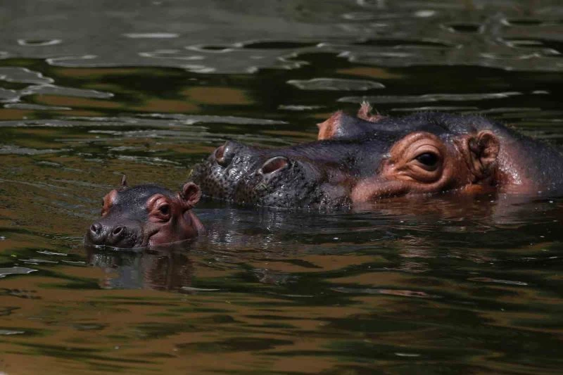 Malavi’de su aygırı tekneye saldırdı: 1 ölü, 23 kayıp
