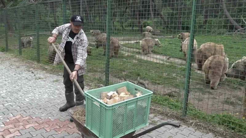 74 dansçı ayıya özel ekmek fırını...Artık ekmeğin de iyisini ayılar yiyor