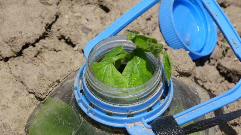 Kuraklıkla mücadelede ilginç çözüm
