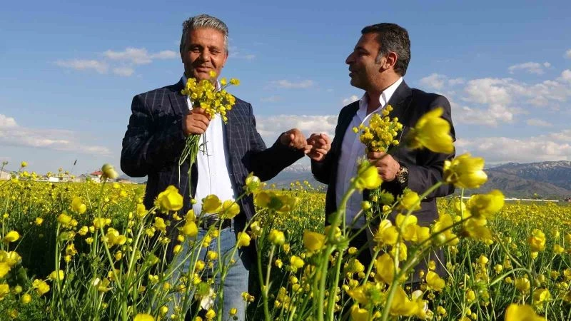 Sarı çiçeklerle renklenen Yüksekova’da muhteşem görüntü

