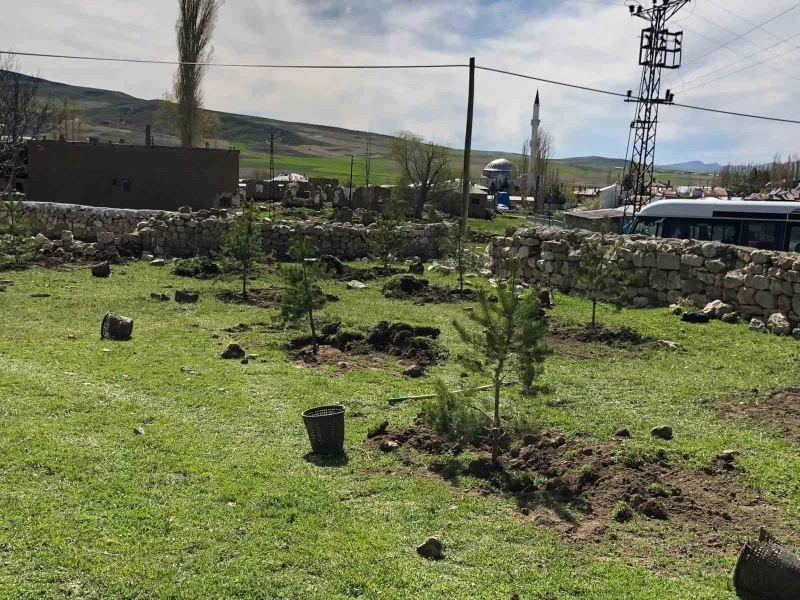 Ulaş’a 8 bin çam fidanı dikildi
