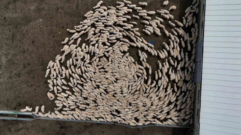 Yüzlerce süt kuzusu, anneleriyle buluştu
