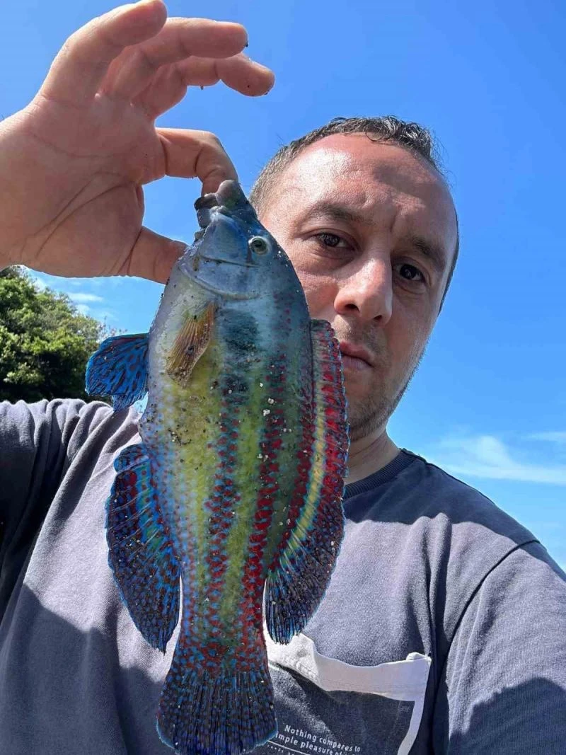 Amatör balıkçı yakaladı, büyük ilgi gördü
