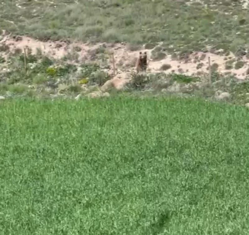 Acıkan ayı yaylaya indi
