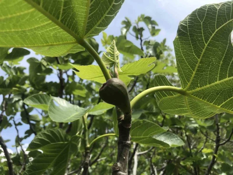 Antalya’da incir bahçeleri sezona hazırlanıyor
