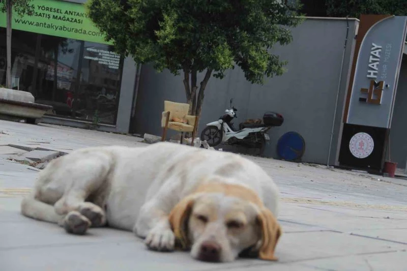 Hatay’da yaklaşık 10 bin depremzede ’can dost’ mama desteği bekliyor
