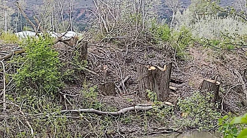 Orman fidanlığında ağaç kıyımı iddiası
