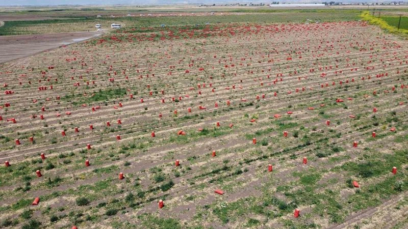 Soğanın tarlada fiyatı 4 liraya kadar indi
