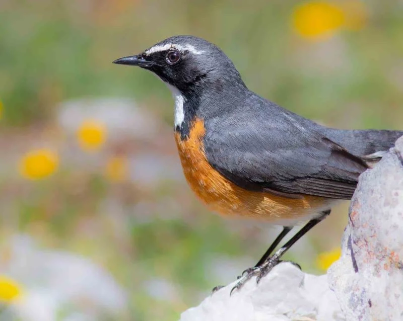 Kuş gözlemcileri kuşların göç yolculuğunu ölümsüzleştirdi
