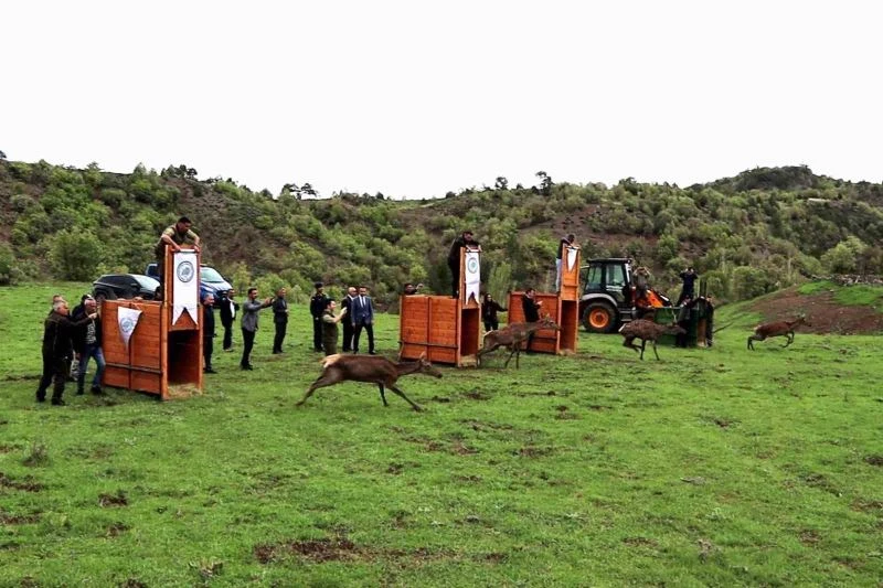 Çorum’da 4 kızıl geyik doğaya salındı
