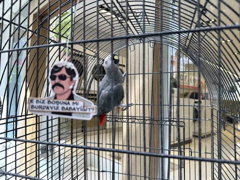 ’Pala’ isimli papağan kargalara imrendi, Türkçeyi unuttu
